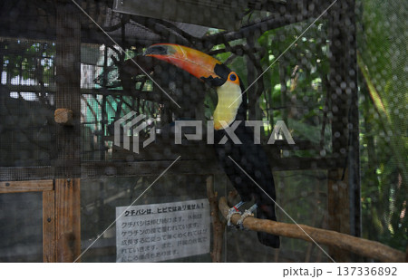 熱帯生態館の止まり木で休息する鮮やかなクチバシのオニオオハシ 熱帯生態館の止まり木で休息する鮮やかなクチバシのオニオオハシ 137336892