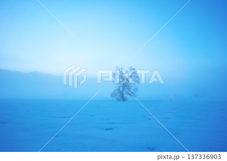 夜明け前の朝霧立ち込める千曲川の雪原に佇む一本の樹 夜明け前の朝霧立ち込める千曲川の雪原に佇む一本の樹 137336903