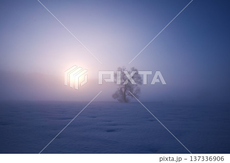 朝霧立ち込める千曲川の雪原に佇む一本の樹 137336906