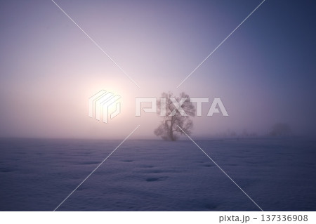 朝霧立ち込める千曲川の雪原に佇む一本の樹 137336908