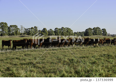Countryside landscape with cows grazing, La Pampa, Argentina Countryside landscape with cows grazing, La Pampa, Argentina 137336999
