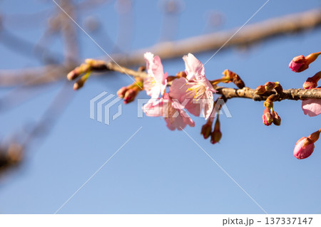 城ケ島公園 1月 早咲きの河津桜 城ケ島公園 1月 早咲きの河津桜 137337147