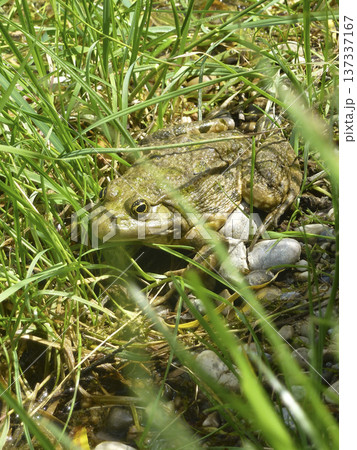 Portrait of a frog 137337167