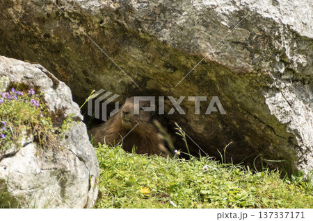 Alpine marmot (Marmota marmota) in high mountains, Karwendel Mountains in Austria Alpine marmot (Marmota marmota) in high mountains, Karwendel Mountains in Austria 137337171