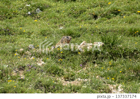 Alpine marmot (Marmota marmota) in high mountains, Karwendel Mountains in Austria Alpine marmot (Marmota marmota) in high mountains, Karwendel Mountains in Austria 137337174