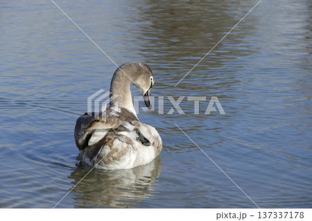 Young white swan at a lake Young white swan at a lake 137337178