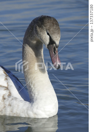 Young white swan at a lake Young white swan at a lake 137337180