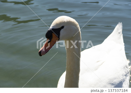 White swan at a lake 137337184