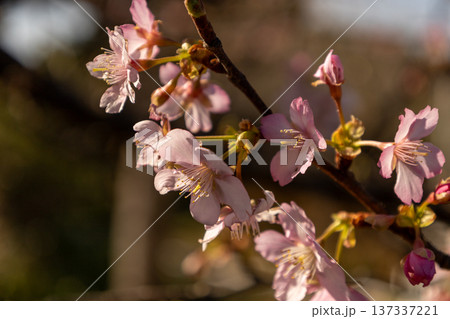 城ケ島公園 1月 早咲きの河津桜 城ケ島公園 1月 早咲きの河津桜 137337221