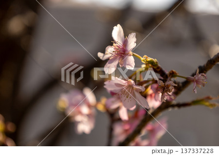 城ケ島公園 1月 早咲きの河津桜 城ケ島公園 1月 早咲きの河津桜 137337228
