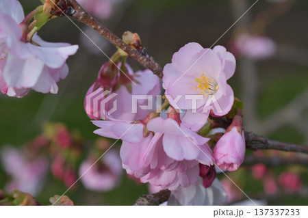 パリ・モンソー公園に咲く桜の花 （2026年3月2日） 137337233