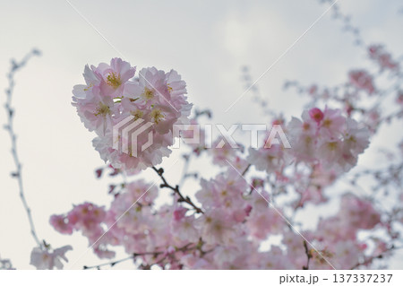 パリ・モンソー公園に咲く桜の花 （2026年3月2日） 137337237