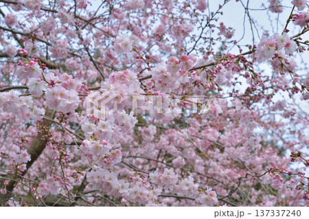 パリ・モンソー公園に咲く桜の花 （2026年3月2日） 137337240