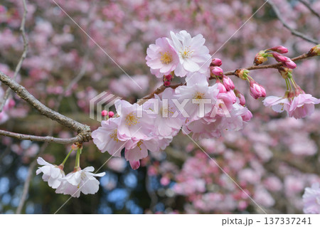 パリ・モンソー公園に咲く桜の花 （2026年3月2日） 137337241