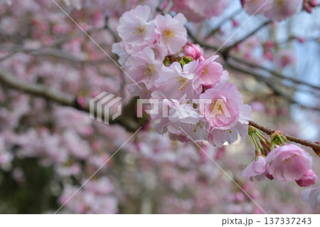 パリ・モンソー公園に咲く桜の花 （2026年3月2日） 137337243