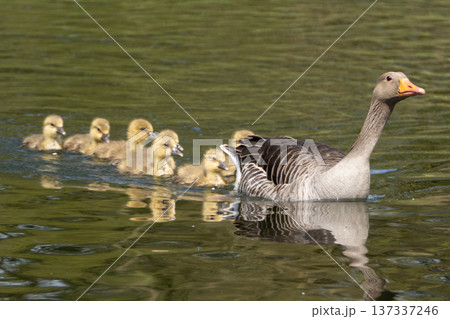 A family of greylag geese swimming on the lake A family of greylag geese swimming on the lake 137337246