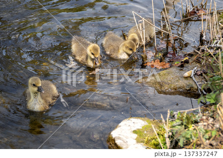 A family of greylag geese swimming on the lake A family of greylag geese swimming on the lake 137337247