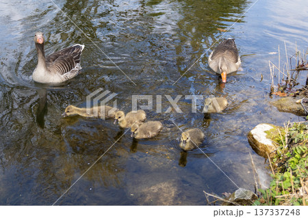 A family of greylag geese swimming on the lake A family of greylag geese swimming on the lake 137337248