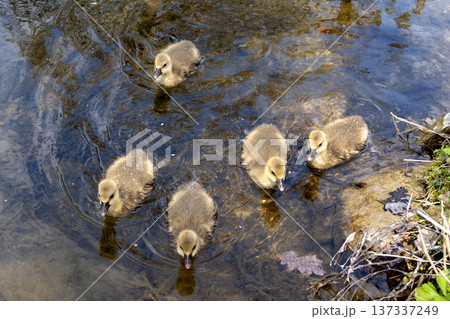 A family of greylag geese swimming on the lake 137337249