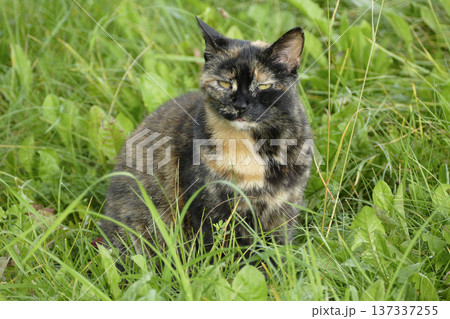 Portrait of a domestic cat relaxing in the sun 137337255
