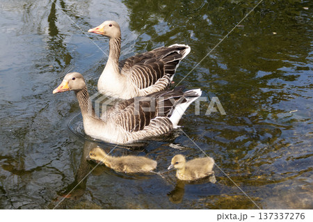 A family of greylag geese swimming on the lake 137337276