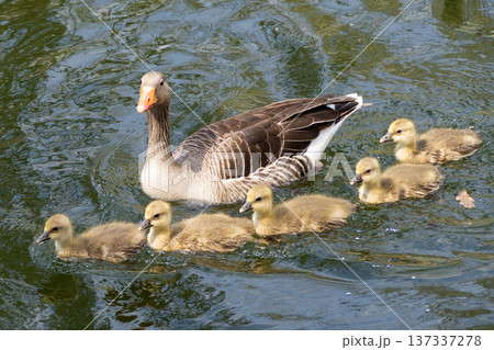 A family of greylag geese swimming on the lake 137337278
