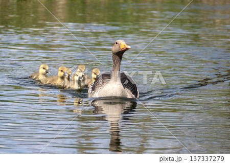 A family of greylag geese swimming on the lake A family of greylag geese swimming on the lake 137337279