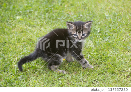Young kitten plays on a meadow Young kitten plays on a meadow 137337280