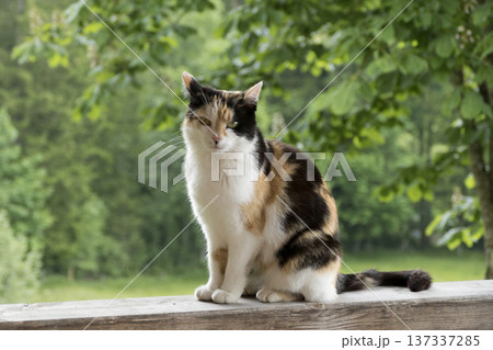 Portrait of a domestic cat relaxing in the sun Portrait of a domestic cat relaxing in the sun 137337285