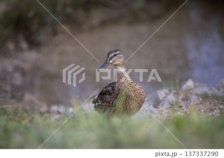 Female mallard in the grass Female mallard in the grass 137337290