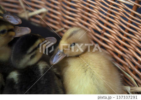 Goslings in the barn Goslings in the barn 137337291
