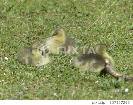 Goslings on a meadow Goslings on a meadow 137337296