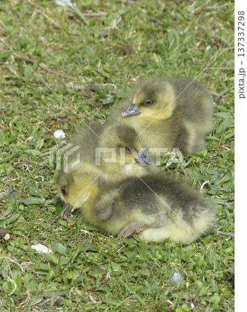 Goslings on a meadow Goslings on a meadow 137337298