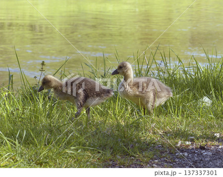 Greylag geese on a meadow Greylag geese on a meadow 137337301
