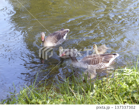 A family of greylag geese swimming on the lake 137337302