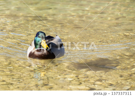 Male mallard swim on a lake Male mallard swim on a lake 137337311