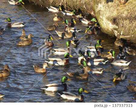 Several mallards swim on a lake Several mallards swim on a lake 137337313