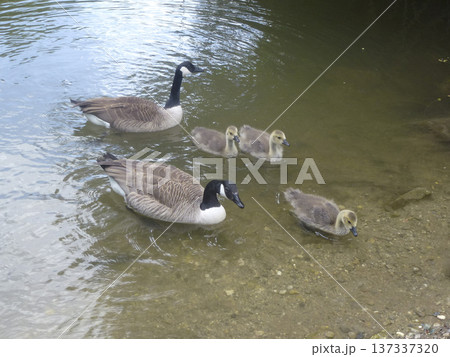 Family of Canada Geese Family of Canada Geese 137337320