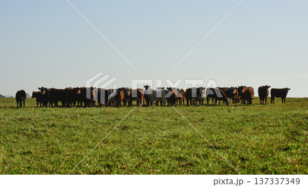 Countryside landscape with cows grazing, La Pampa, Argentina Countryside landscape with cows grazing, La Pampa, Argentina 137337349