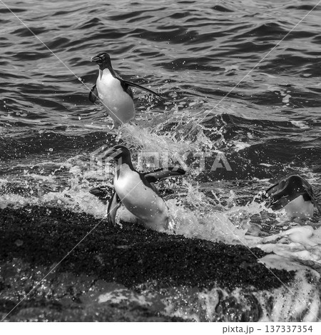 Rockhopper Penguin, Penguin Island,Puerto Deseado, Santa Cruz Province, Patagonia Argentina 137337354