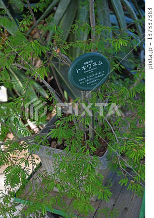 温室で育成される繊細な葉を持つトキワネム 温室で育成される繊細な葉を持つトキワネム 137337383