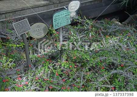 熱帯温室に群生する棘を持つハナキリン 137337398