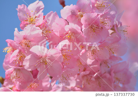 青空の中に河津桜 137337730
