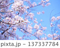 青空に映える桜 137337784