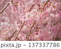 春の陽射しを浴びる桜 137337786