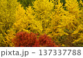 鮮やかな紅葉 137337788