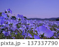 ネモフィラ 137337790