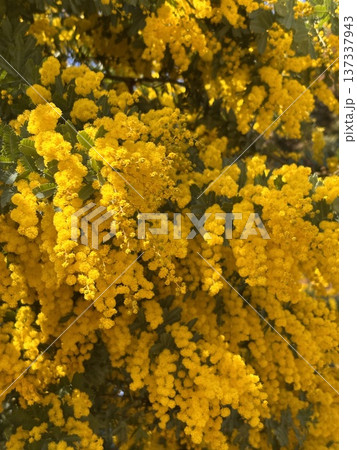 満開のミモザ　 137337943