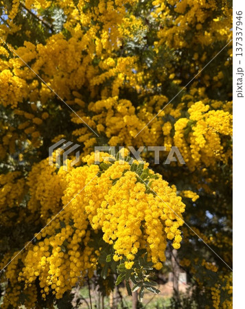 満開のミモザ　 137337946
