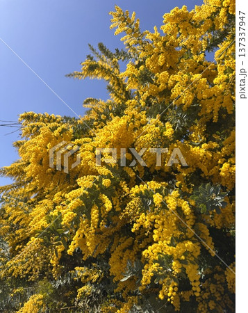 満開のミモザ　 137337947